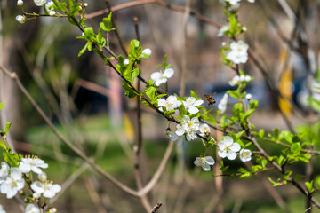 flowers in the garden