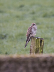 Turmfalke