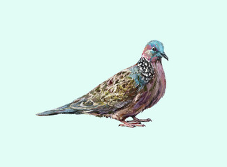 Realistic side view turtledove bird in digital painting illustration art design