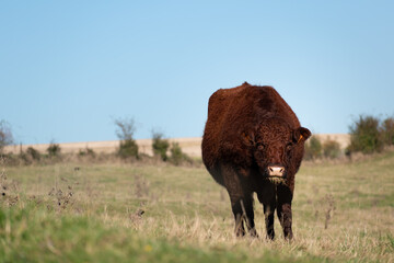Beautiful brown cow eating grass in a pasture