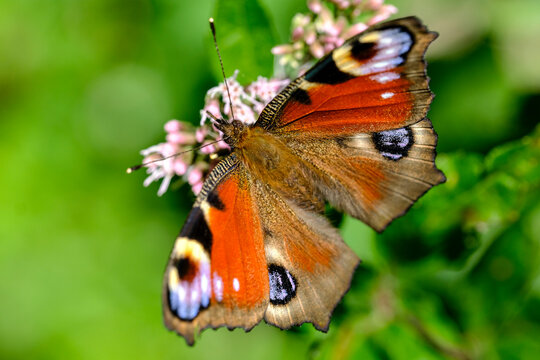 Butterfly macro photography