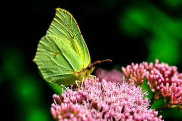 Butterfly macro photography © Tomasz