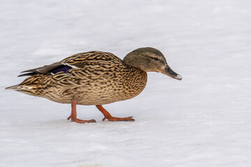A mallard wild duck roams and slide across the ice of a frozen river in search of food. Survival of wild ducks in the wildlife in cold weather.