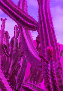 Pery Images – Browse 736 Stock Photos, Vectors, and Video | Adobe ...