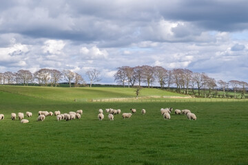 Beautiful Scottish Farmlands in Burns Country with farming fields and trees and hedgerows and sheep