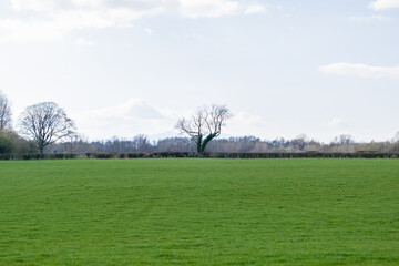 Beautiful Scottish Farmlands at the heart of Robert Burns country in Ayrshire Scotland with a couple of mature trees on the skyline.