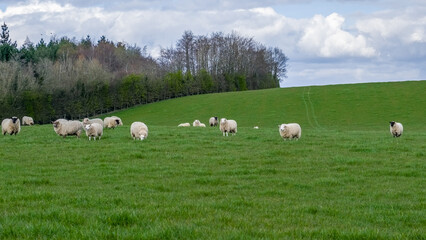Fototapeta premium Beautiful Scottish Farmlands in Burns Country with farming fields and trees and hedgerows and sheep