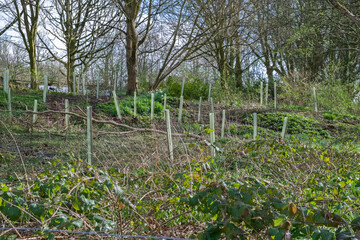 The fairy glen footpaths of Fullerton Park in Troon Scotland and some newly planted young trees with in the woods part of the wooded regeneration process.