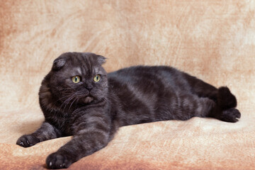 Portrait of a dark gray cat of the Scottish fold breed. A cat with yellow eyes lies calmly on a brown background