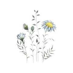 Floral decor with delicate flowers on long stems and leaves, watercolor illustration isolated on white background for invitation or greeting cards, design elements.