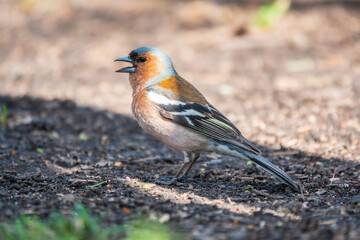 Common chaffinch, Fringilla coelebs, sits on the ground in spring. Common chaffinch in wildlife.