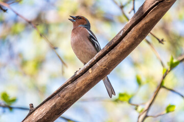 Common chaffinch, Fringilla coelebs, sits on a branch in spring on green background. Common chaffinch in wildlife.