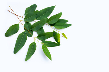 Obraz premium Eucalyptus leaves on white background.