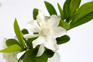 Obraz na płótnie Canvas Cape jasmine or garden gardenia, gerdenia flower