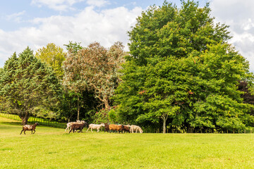 Fototapete bei efototapeten.de bestellen   