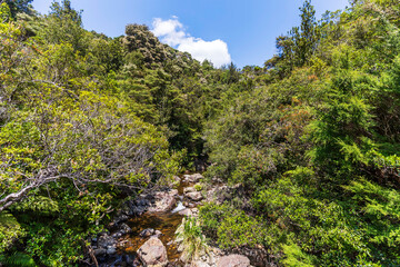 Fototapeta na wymiar Dense forest and a river at Wentworth Valley in the Coromandel Peninsula, New Zealand