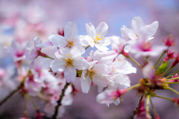 Fototapeta na wymiar The best cherry blossom in Yokohama