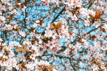 Blooming spring garden, cherry blossoms close-up of Tbilisi