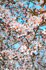 Blooming spring garden, cherry blossoms close-up of Tbilisi