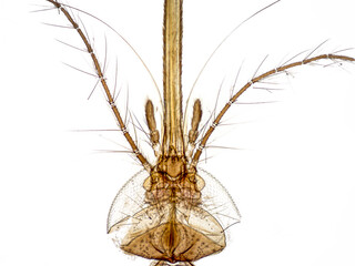 Head and mouthparts (sucking type) of Mosquitoes. The proboscis  - a system of thin needles, each...