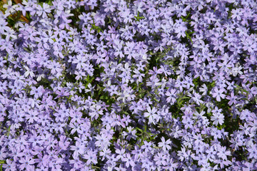 Naklejka premium シバザクラ 花模様