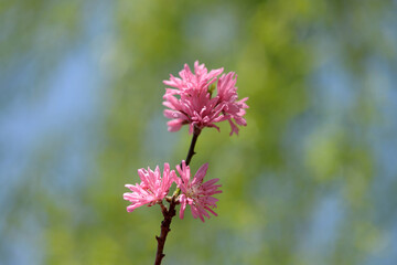 Fototapeta premium 菊桃 