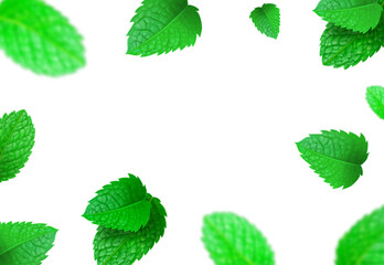 Fresh green mint leaves background. Blurred mint leaf realistic vector.