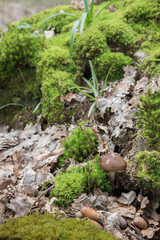 Fototapete bei efototapeten.de bestellen   