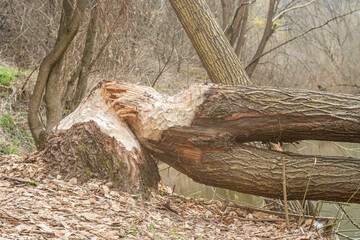Fototapeta premium Felled tree trunk bitten by beavers, close up. Beaver teeth marks on trees.