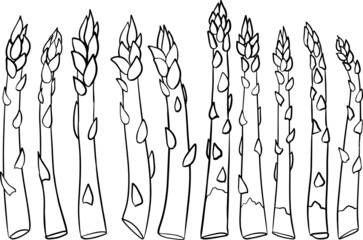 Vector, hand drawn asparagus. Fresh organic vegetable isolated on white background.
