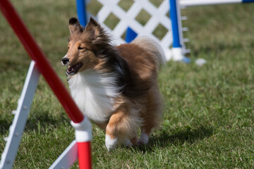 Shetland Sheepdog running towards hurdle