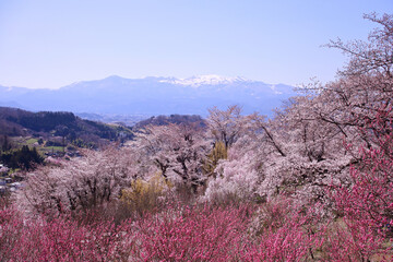 福島市　花見山　生け花の里