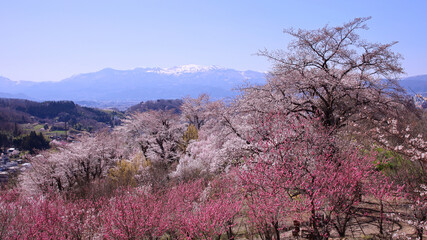 福島市　花見山　生け花の里