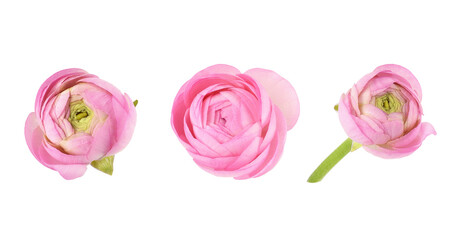 Set of pink ranunculus flowers isolated
