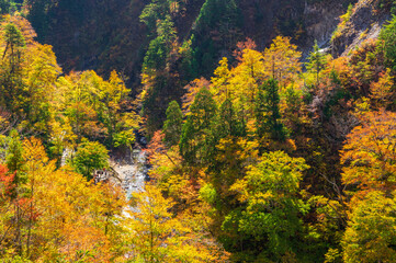 Obraz premium 白山白川郷ホワイトロード 紅葉
