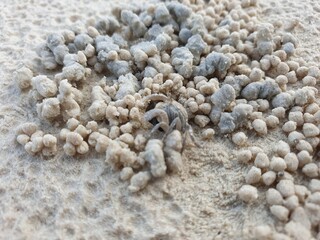 coral reef in the sea