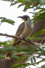 Little Friarbird in Queensland Australia