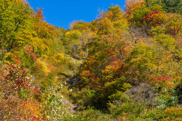 白山白川郷ホワイトロード　紅葉