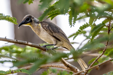 Little Friarbird in Queensland Australia