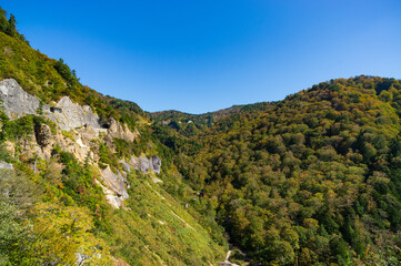 白山白川郷ホワイトロード　紅葉