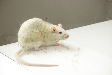 Smart, intelligent animal with small brain: white rat is behind the glass with written some...