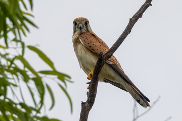 Australian Nankeen Kestrel in Queensland Australia