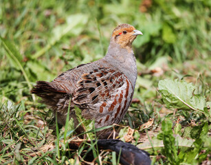 Grey partridge on a nesting place in a wasteland on the outskirts of a large city