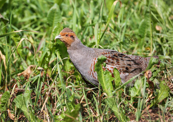 Grey partridge on a nesting place in a wasteland on the outskirts of a large city