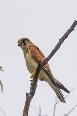 Australian Nankeen Kestrel in Queensland Australia
