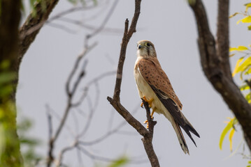 Australian Nankeen Kestrel in Queensland Australia