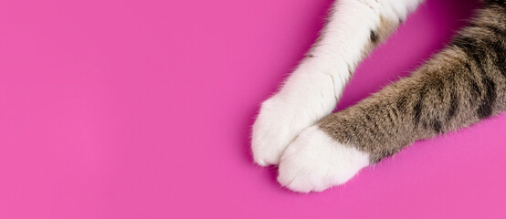 Banner with cat's paws on a magenta background with copy space.