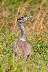 Australian Bustard in Queensland Australia
