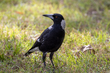 Australasian Magpie in Queensland Australia