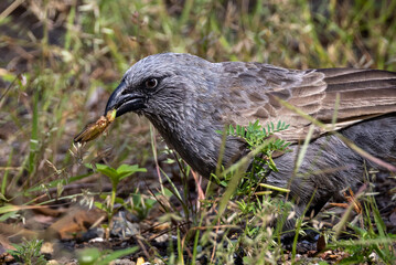 Apostlebird in Queensland Australia